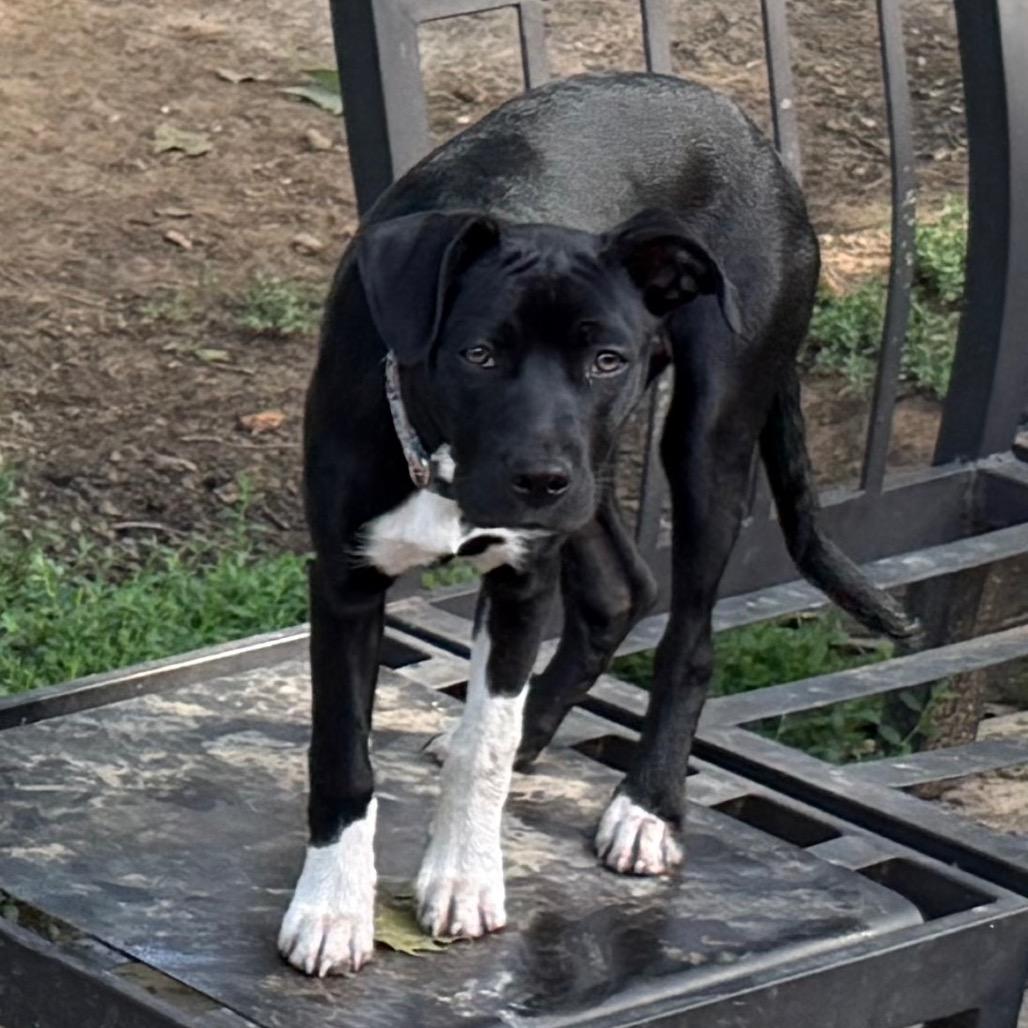 Inky, Adoptable, Young Female Black Labrador Retriever & Mixed Breed.