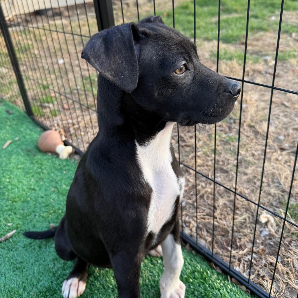 Enlarge Inky, a Adoptable mixed breed in St. Charles, MO image 2/6