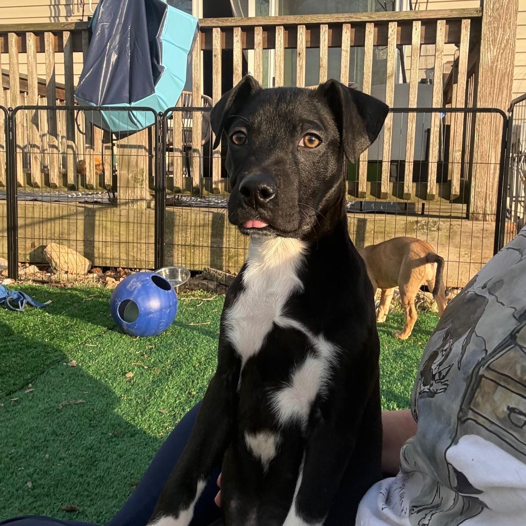 Enlarge Inky, a Adoptable mixed breed in St. Charles, MO image 1/6