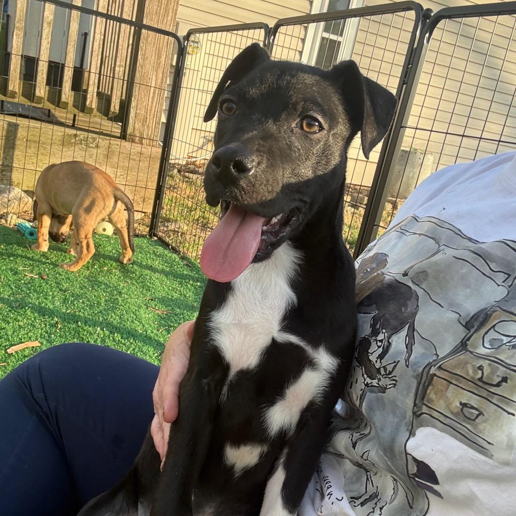Enlarge Inky, a Adoptable mixed breed in St. Charles, MO image 2/6