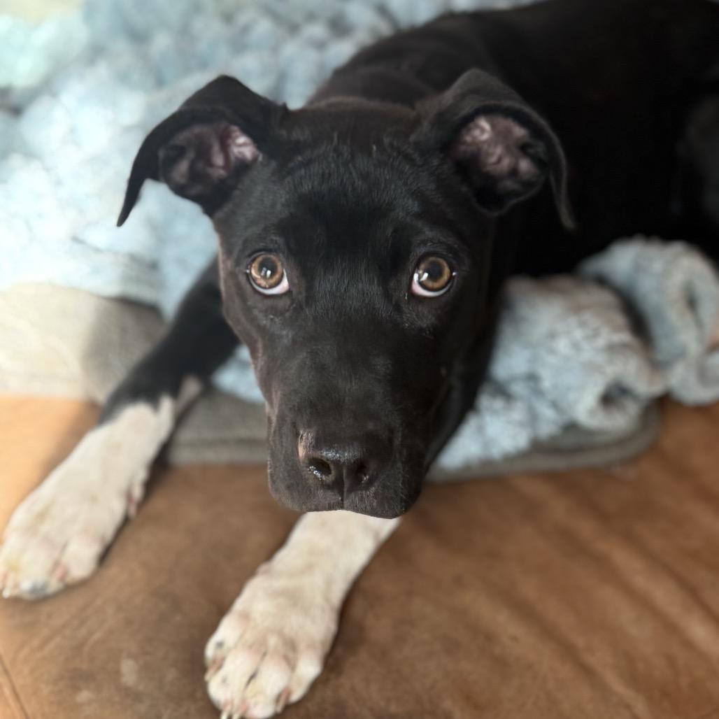 Enlarge Inky, a Adoptable mixed breed in St. Charles, MO image 3/6