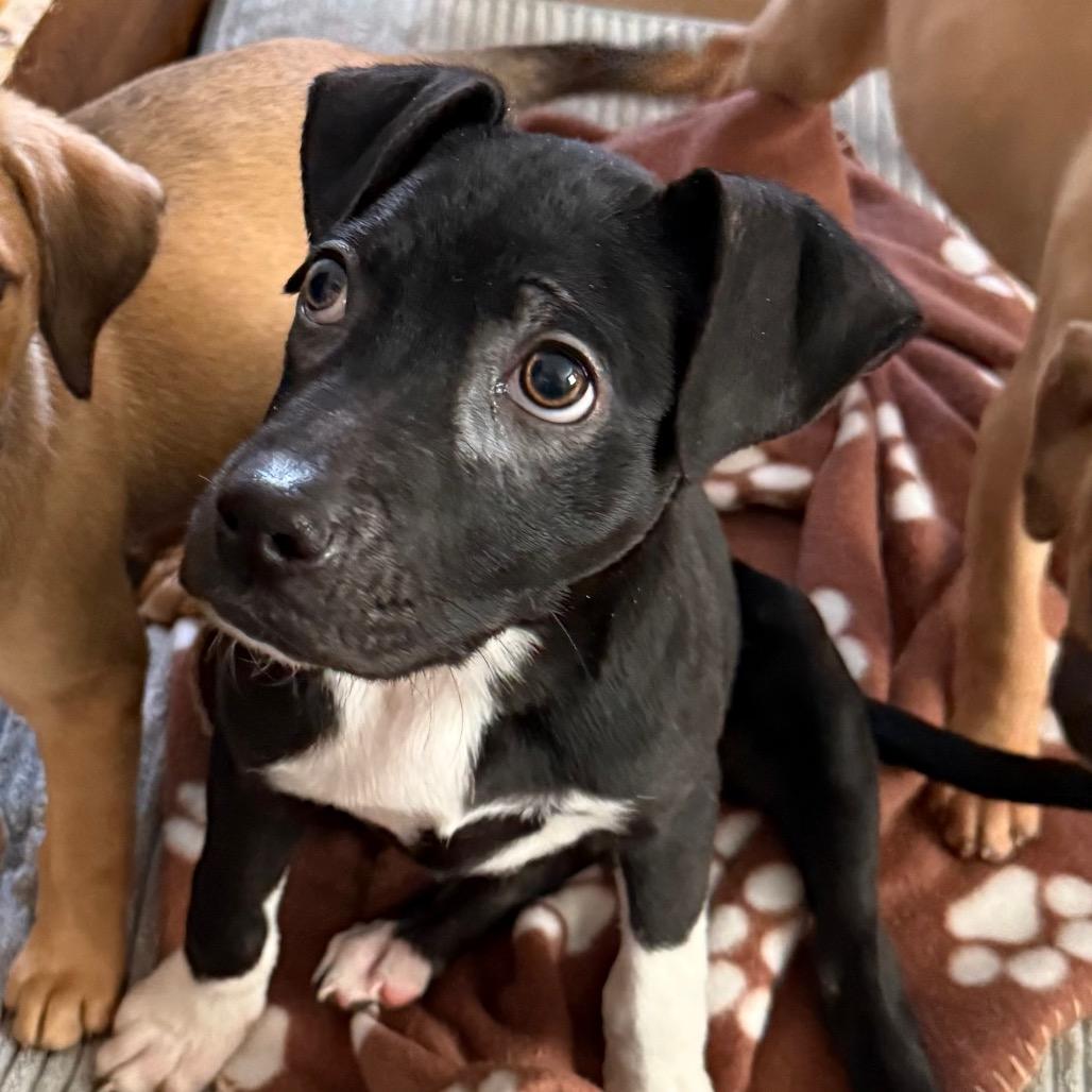 Enlarge Inky, a Adoptable mixed breed in St. Charles, MO image 3/6