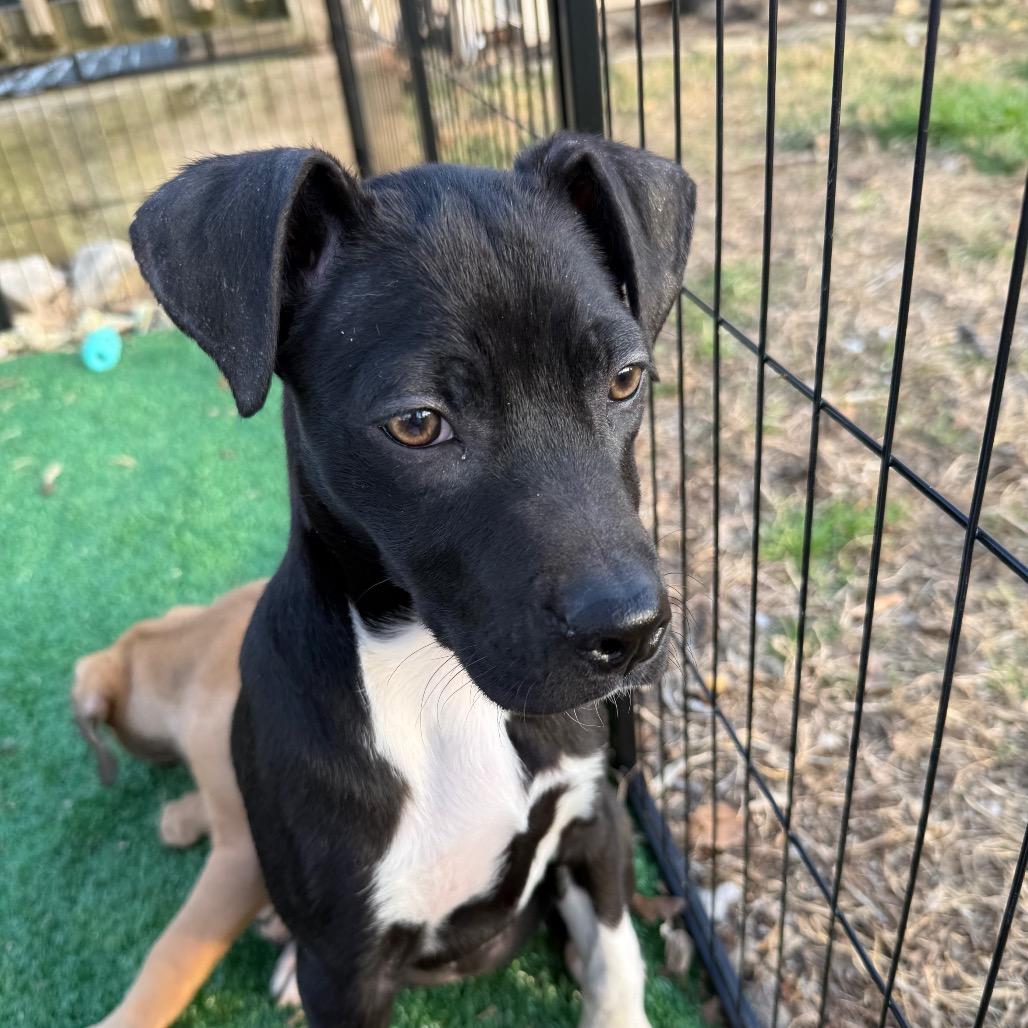 Enlarge Inky, a Adoptable mixed breed in St. Charles, MO image 4/6