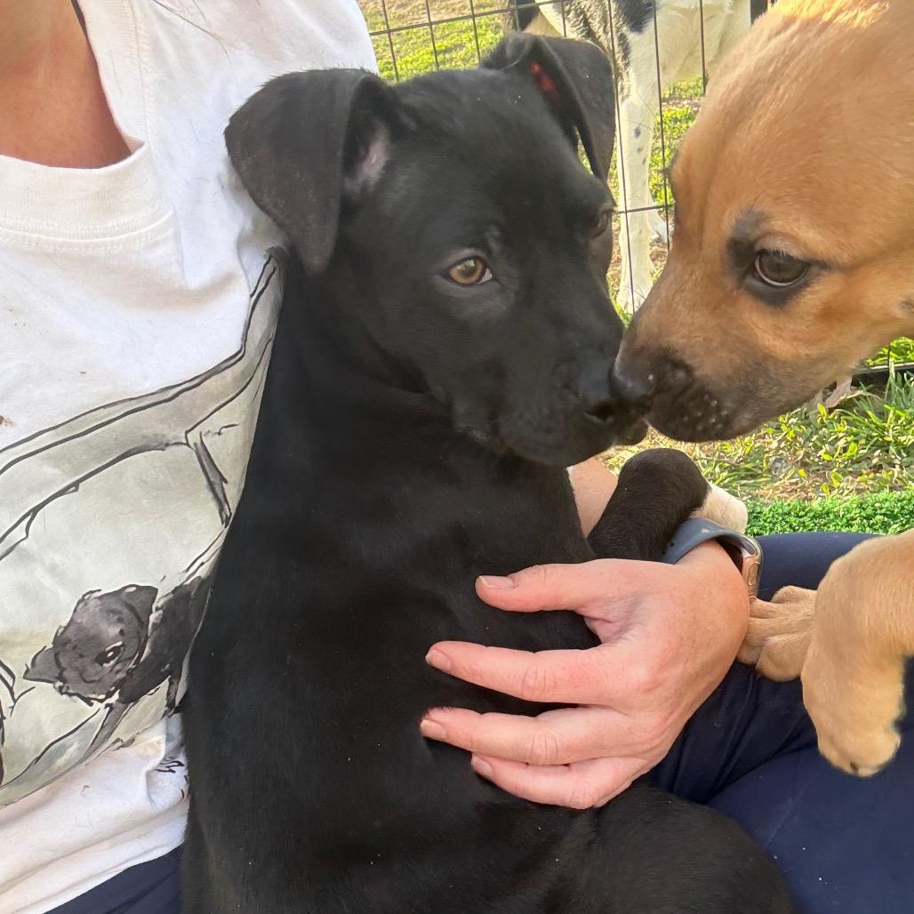 Enlarge Inky, a Adoptable mixed breed in St. Charles, MO image 4/6