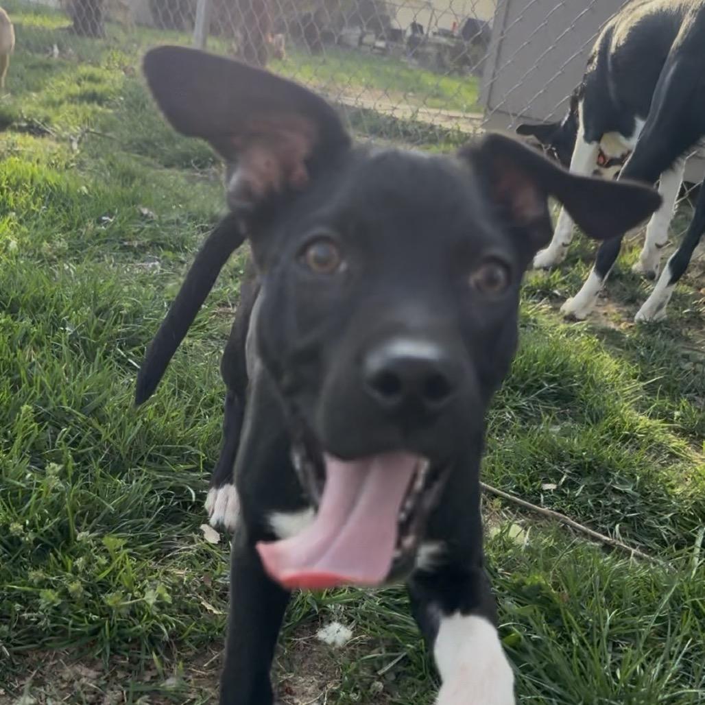 Enlarge Inky, a Adoptable mixed breed in St. Charles, MO image 5/6