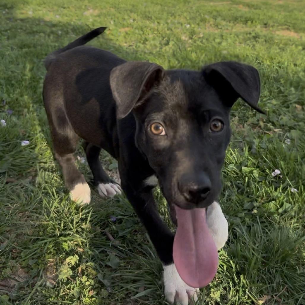 Enlarge Inky, a Adoptable mixed breed in St. Charles, MO image 5/6
