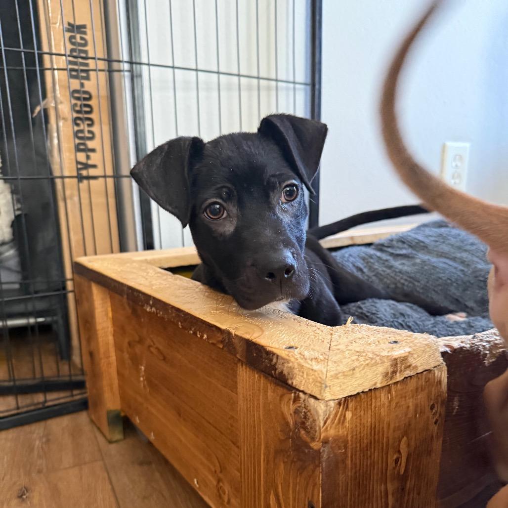 Enlarge Inky, a Adoptable mixed breed in St. Charles, MO image 6/6