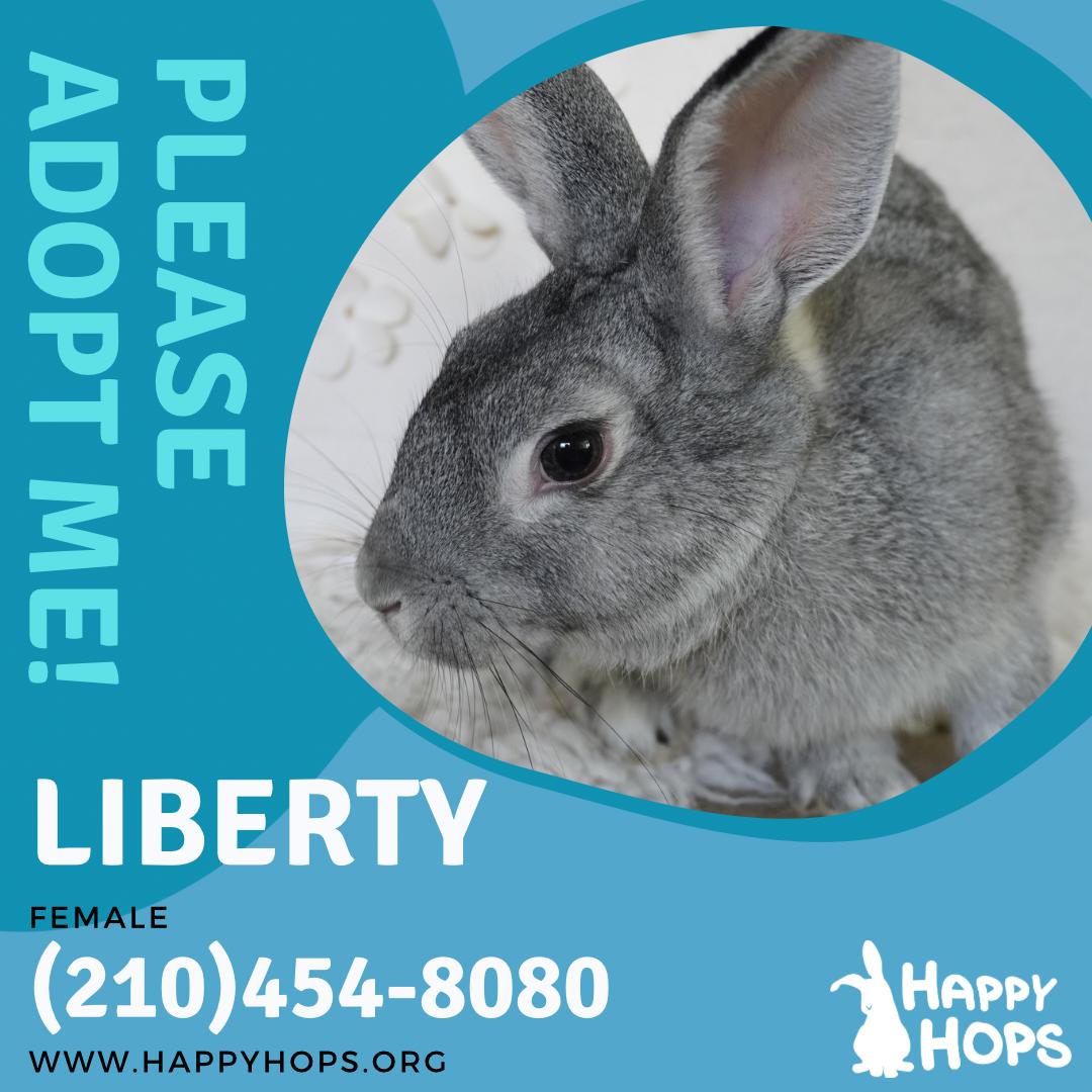 Enlarge Liberty , a ADOPTABLE mixed breed in San Antonio, TX image 3/3