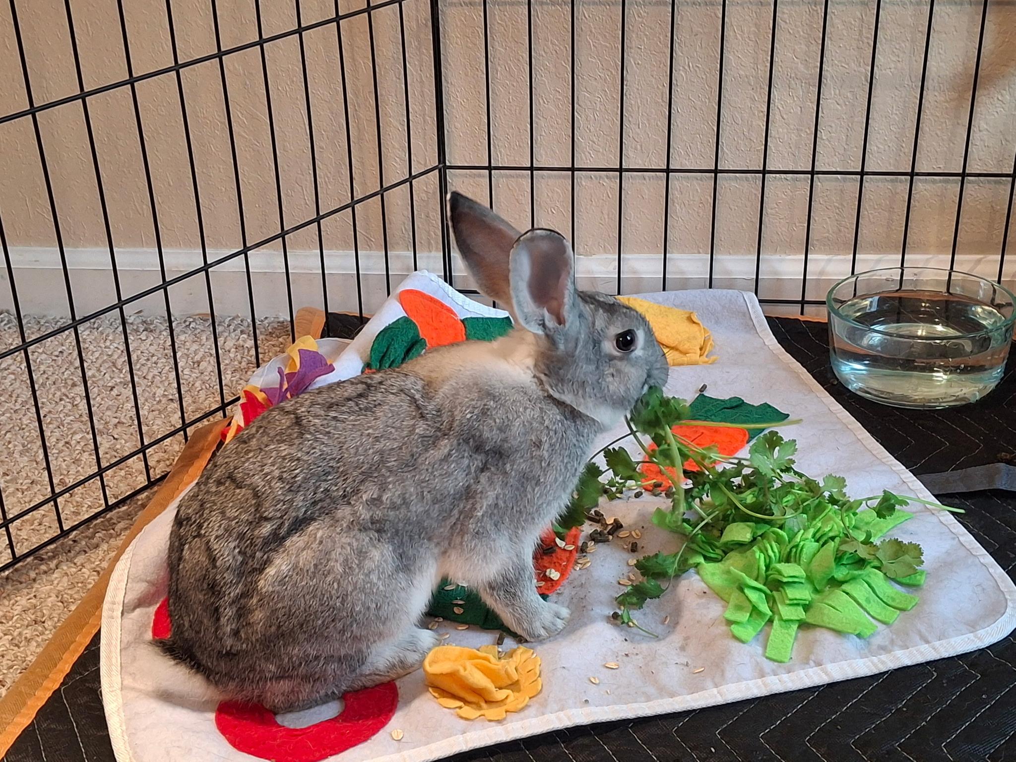 Liberty , ADOPTABLE, Young Female Chinchilla.