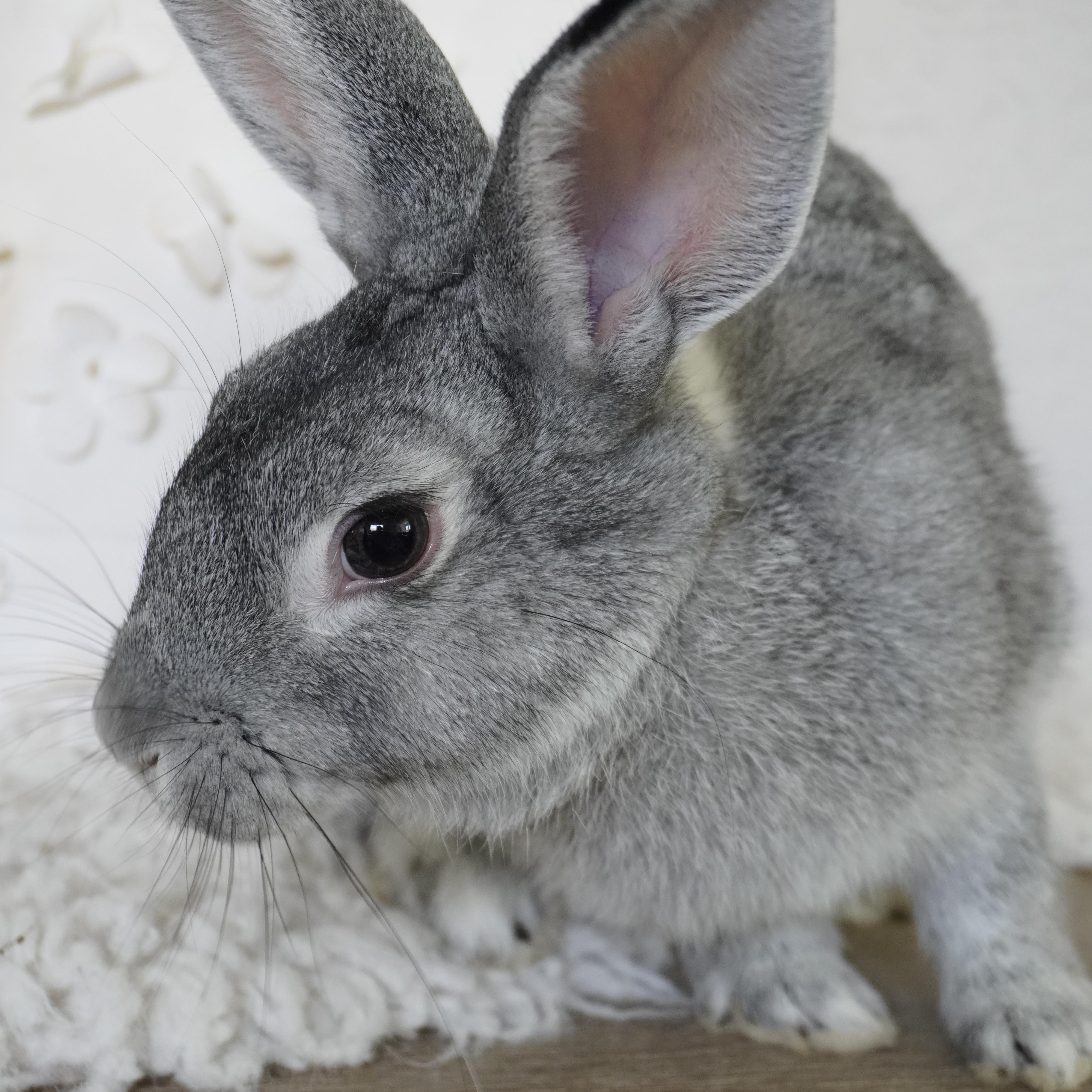 Enlarge Liberty , a ADOPTABLE mixed breed in San Antonio, TX image 1/3