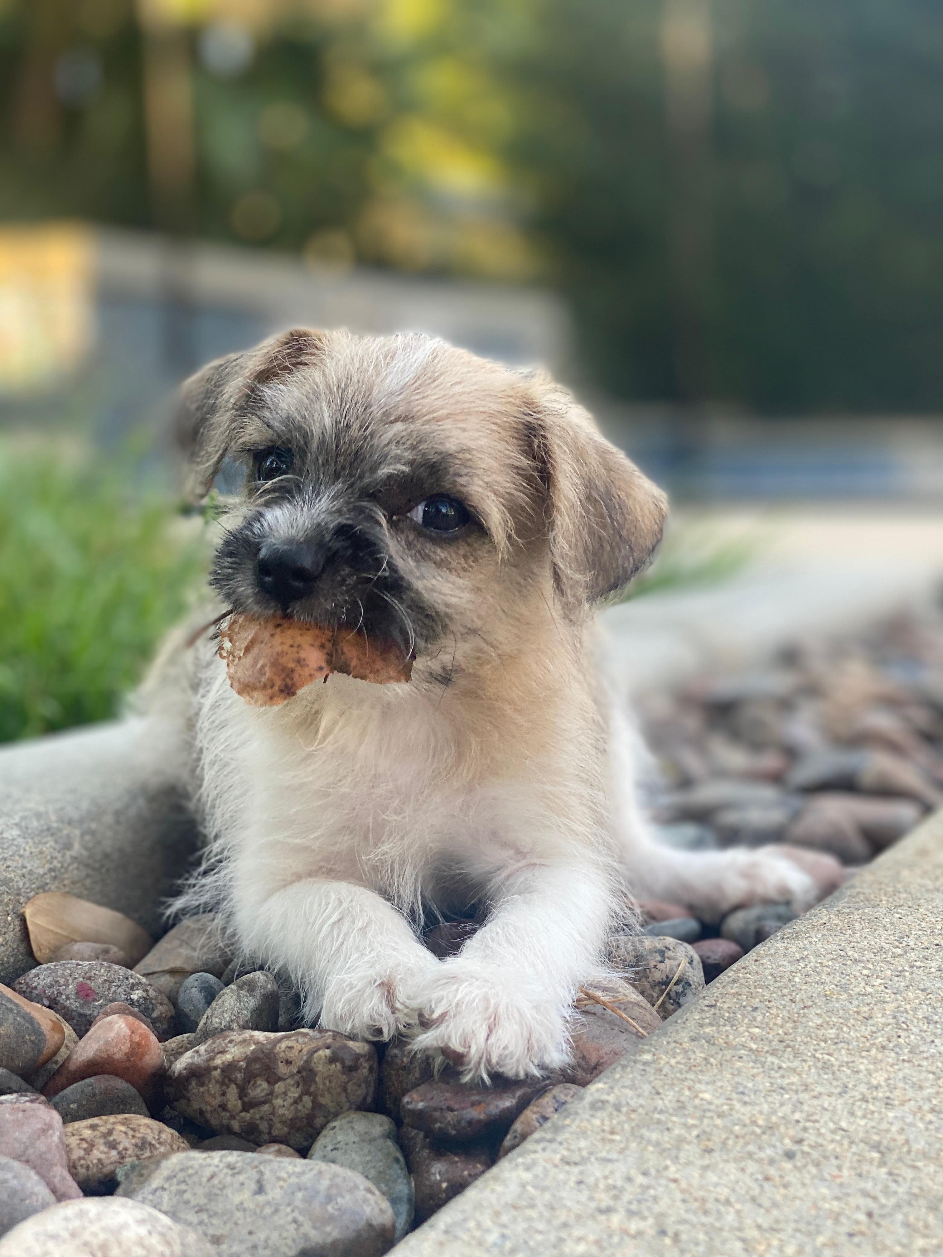 Enlarge Ollie, an adopted Shih poo in Redlands , CA image 2/5