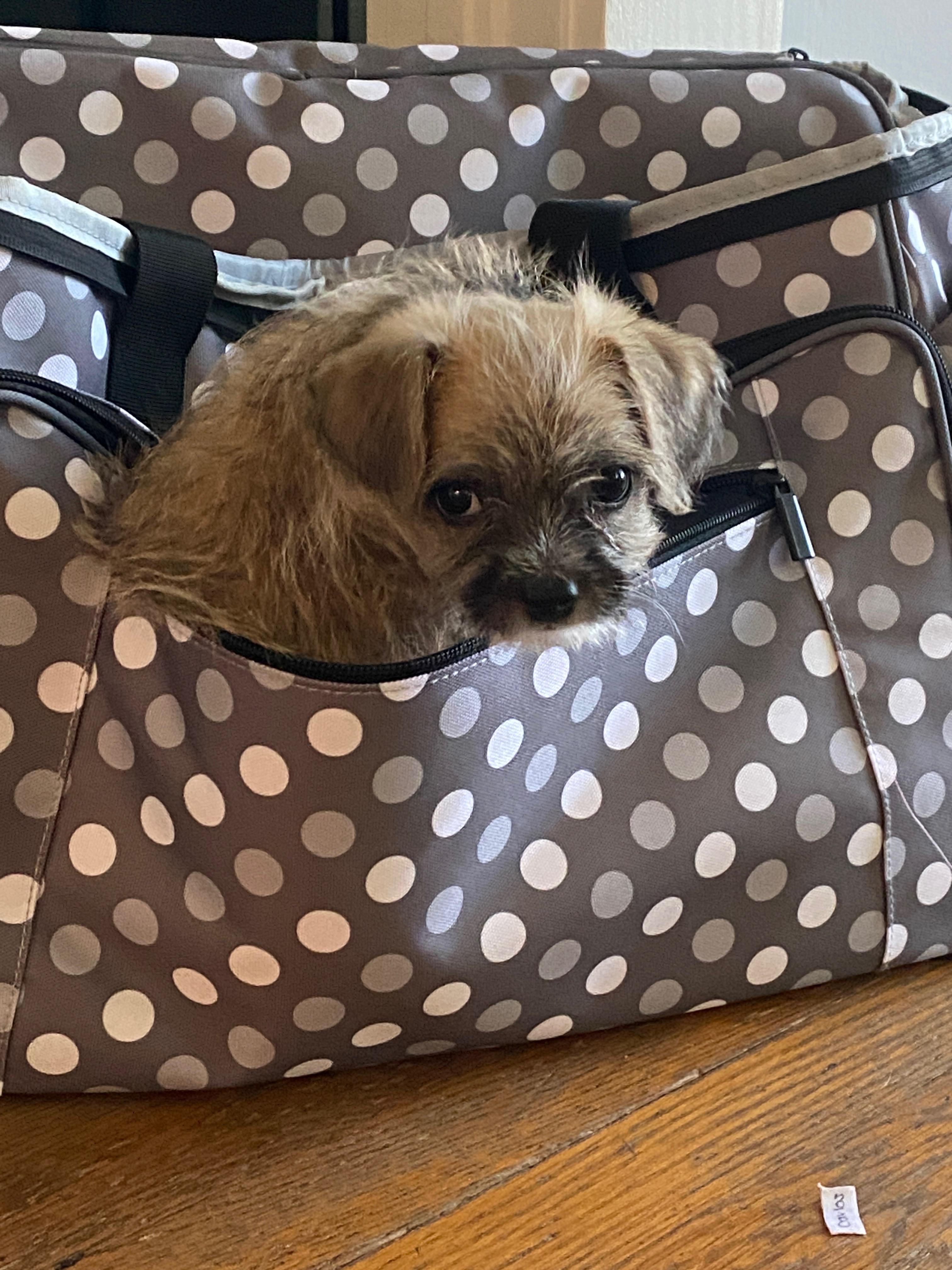 Enlarge Ollie, an adopted Shih poo in Redlands , CA image 3/5