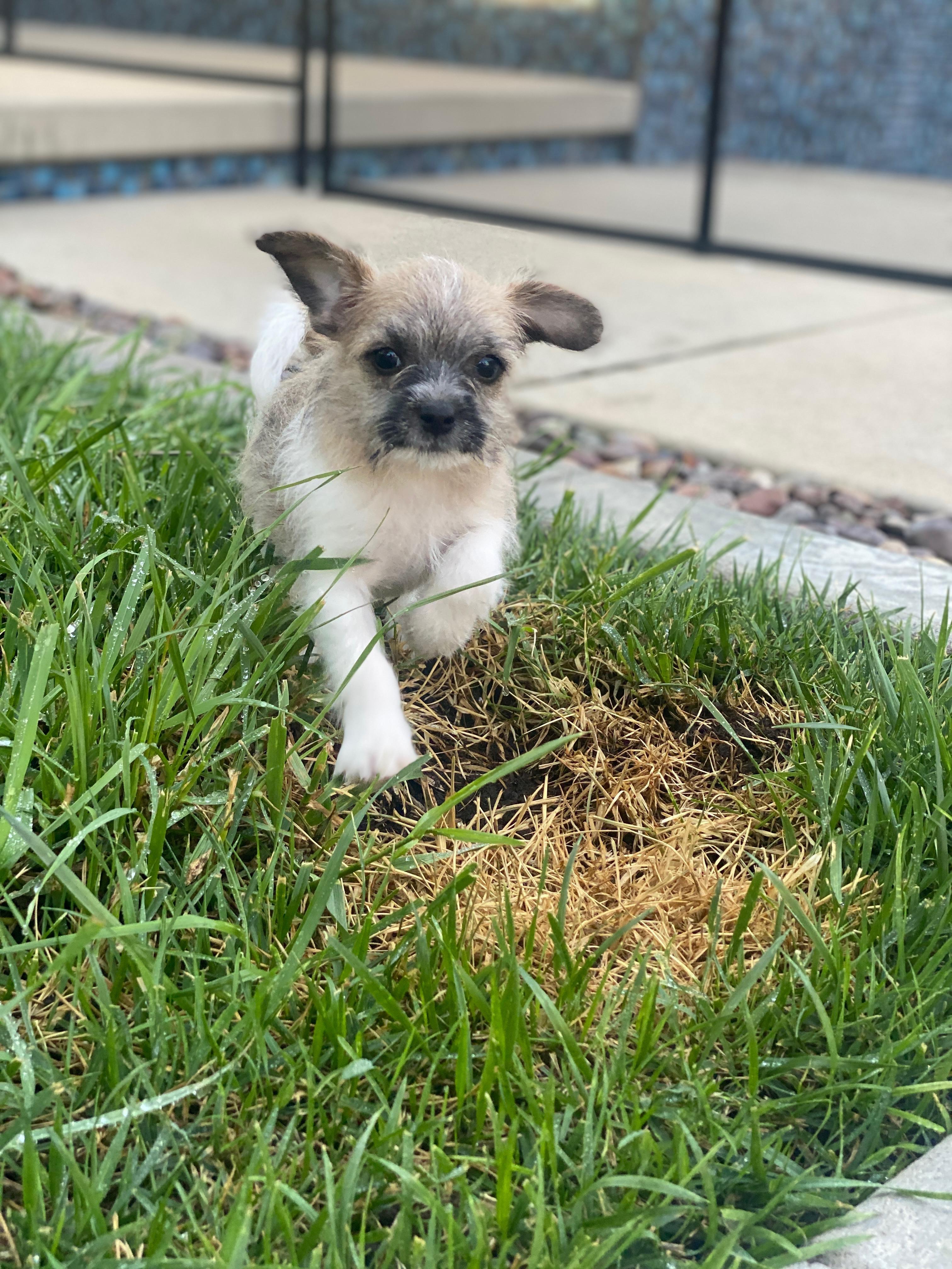 Enlarge Ollie, an adopted Shih poo in Redlands , CA image 5/5