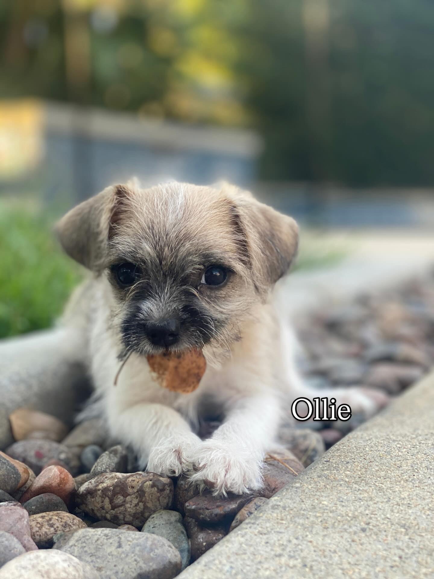 Enlarge Ollie, an adopted Shih poo in Redlands , CA image 1/5
