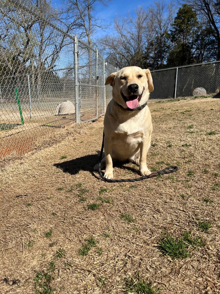 Lulu Bell, Adopted, Adult Female Labrador Retriever & Collie.