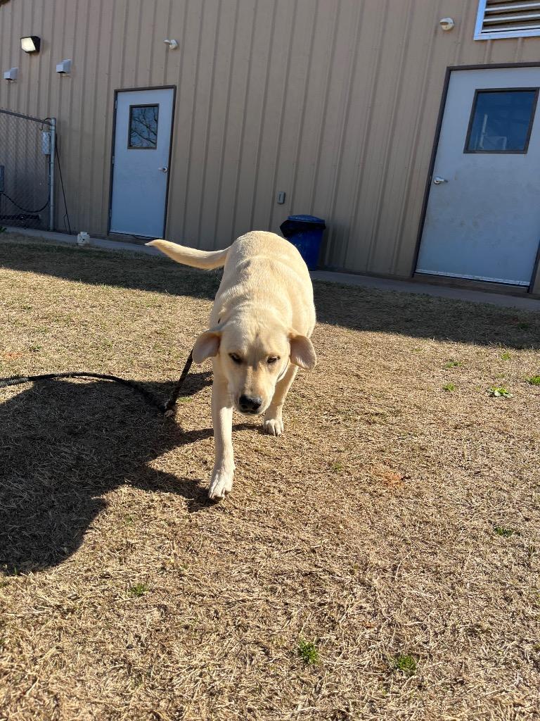 Enlarge Lulu Bell, a Adopted mixed breed in Noble, OK image 2/3
