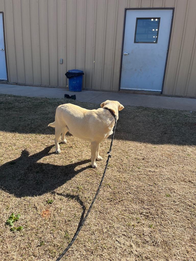 Enlarge Lulu Bell, a Adopted mixed breed in Noble, OK image 3/3