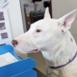 Enlarge Enzo , a ADOPTABLE Bull Terrier in Edgewood, NM image 2/3