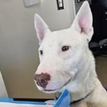 Enlarge Enzo , a ADOPTABLE Bull Terrier in Edgewood, NM image 1/3