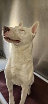 Enlarge Enzo , a ADOPTABLE Bull Terrier in Edgewood, NM image 3/3