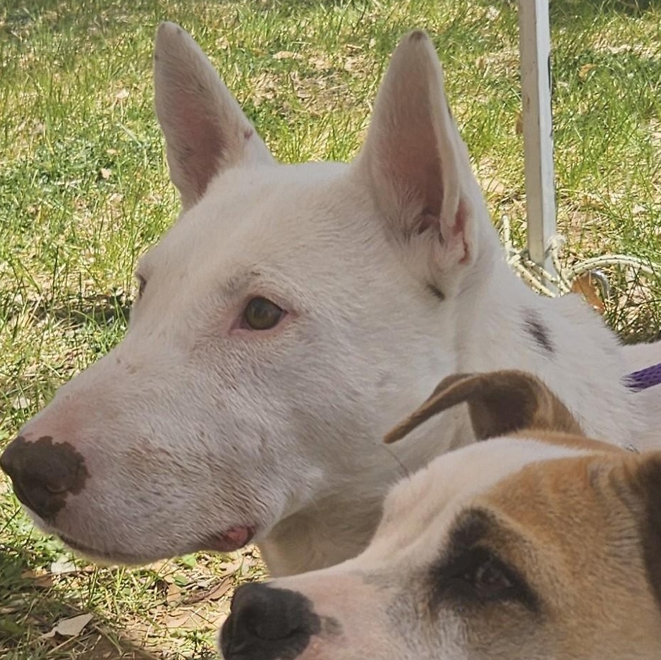 Enlarge Enzo , an adoptable Bull Terrier in Edgewood, NM image 5/6