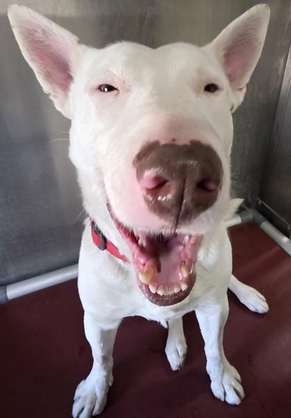 Enlarge Enzo , an adoptable Bull Terrier in Edgewood, NM image 1/6