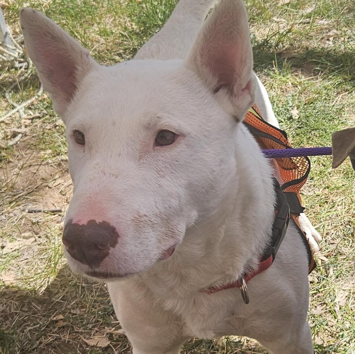 Enlarge Enzo , an adoptable Bull Terrier in Edgewood, NM image 6/6