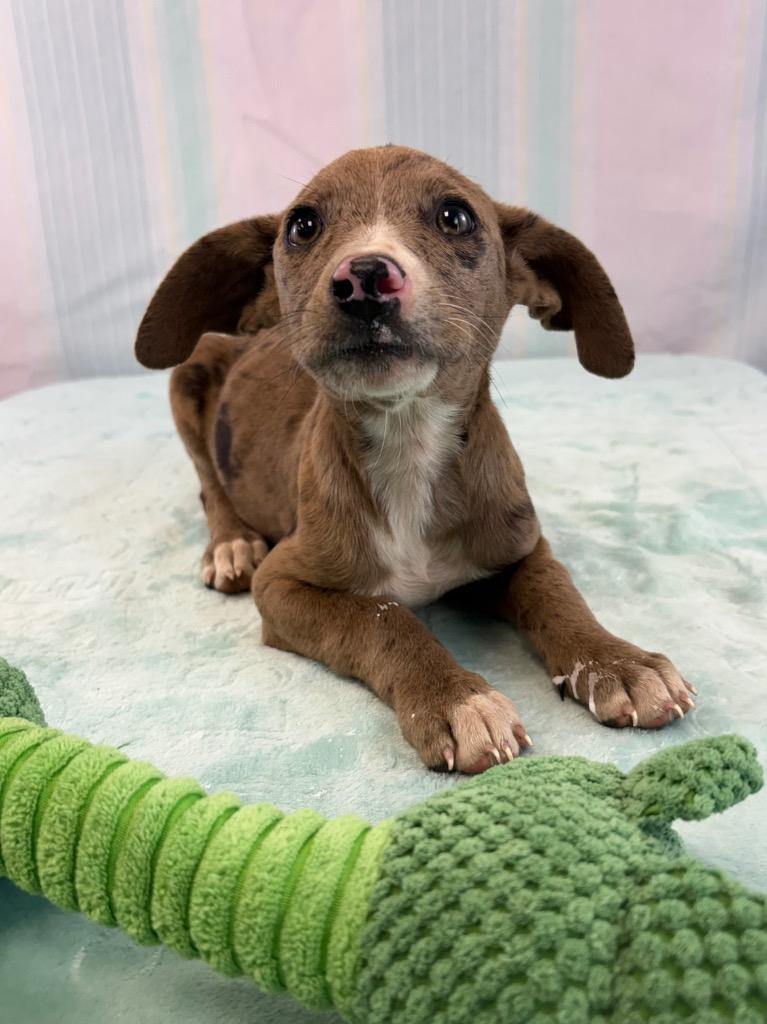Chell, Adoptable, Puppy Female Catahoula Leopard Dog & Hound.