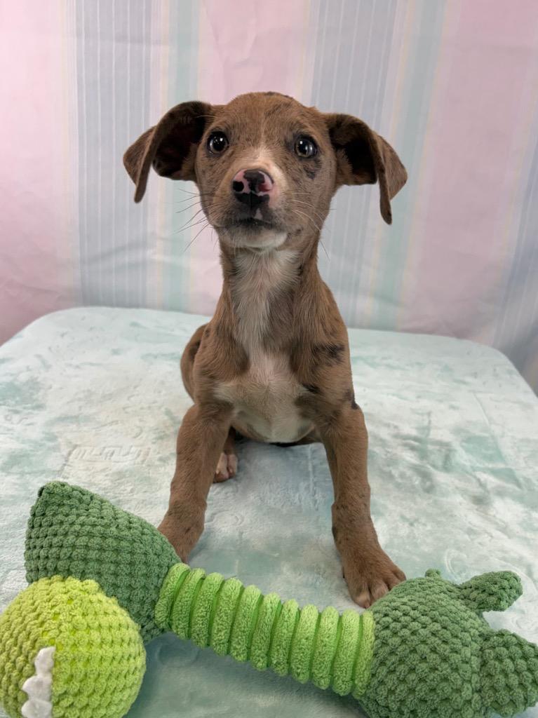 Enlarge Chell, a Adoptable mixed breed in Nacogdoches, TX image 2/3