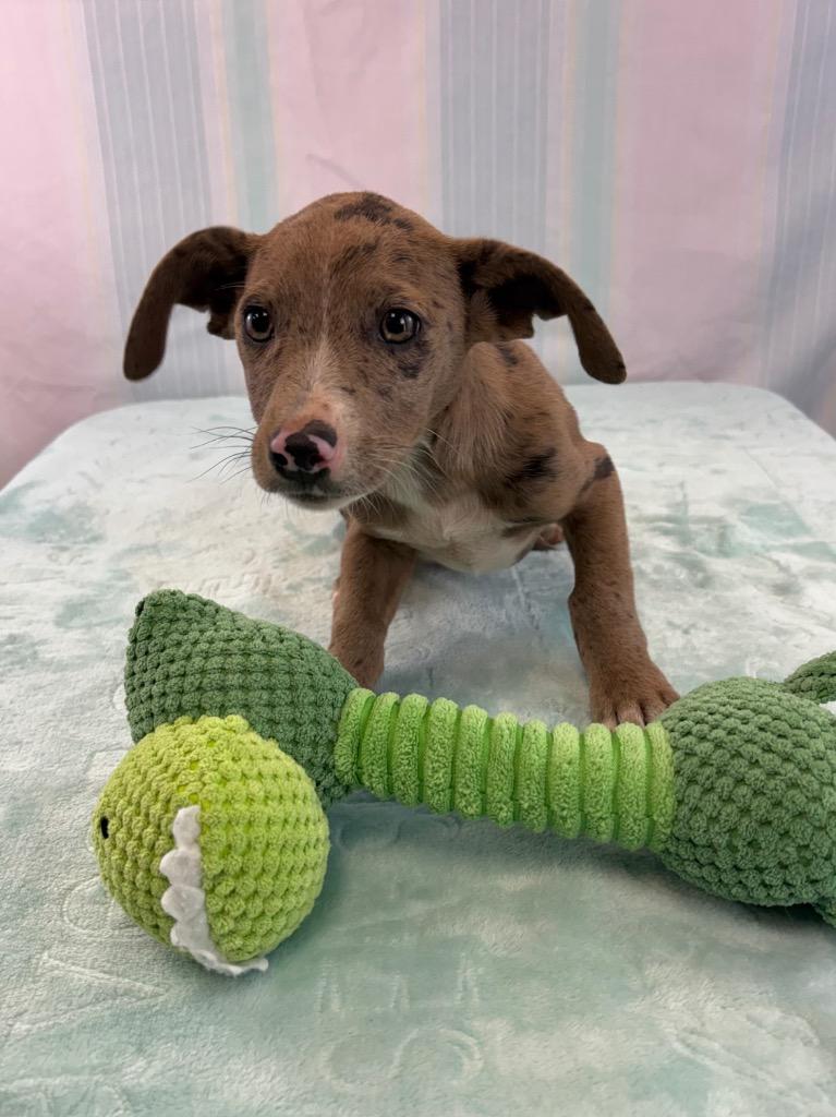 Enlarge Chell, a Adoptable mixed breed in Nacogdoches, TX image 3/3