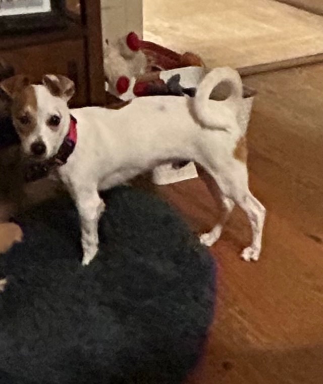 Rico, Adopted, Puppy Male Chihuahua & Jack Russell Terrier.