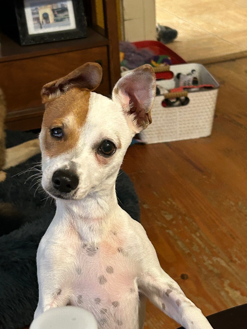 Enlarge Rico, a Adopted mixed breed in Chalmette, LA image 2/5