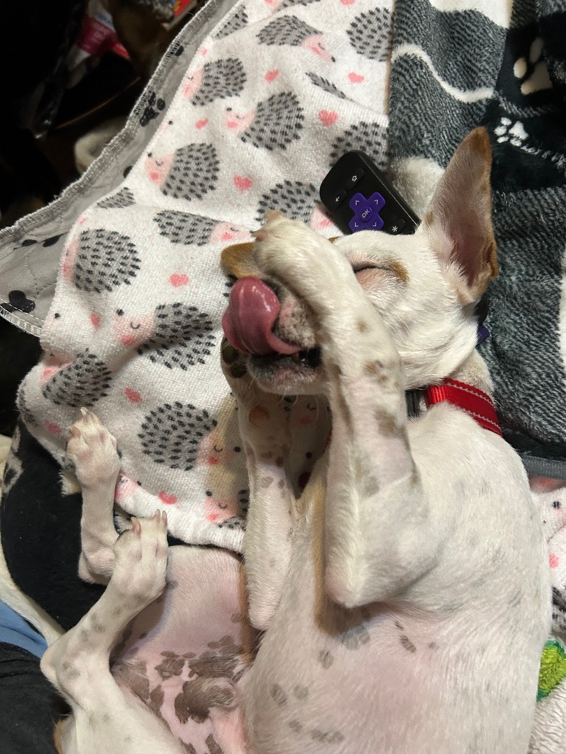 Enlarge Rico, a Adopted mixed breed in Chalmette, LA image 3/5