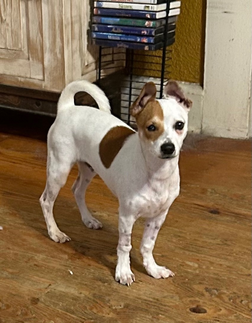 Enlarge Rico, a Adopted mixed breed in Chalmette, LA image 4/5