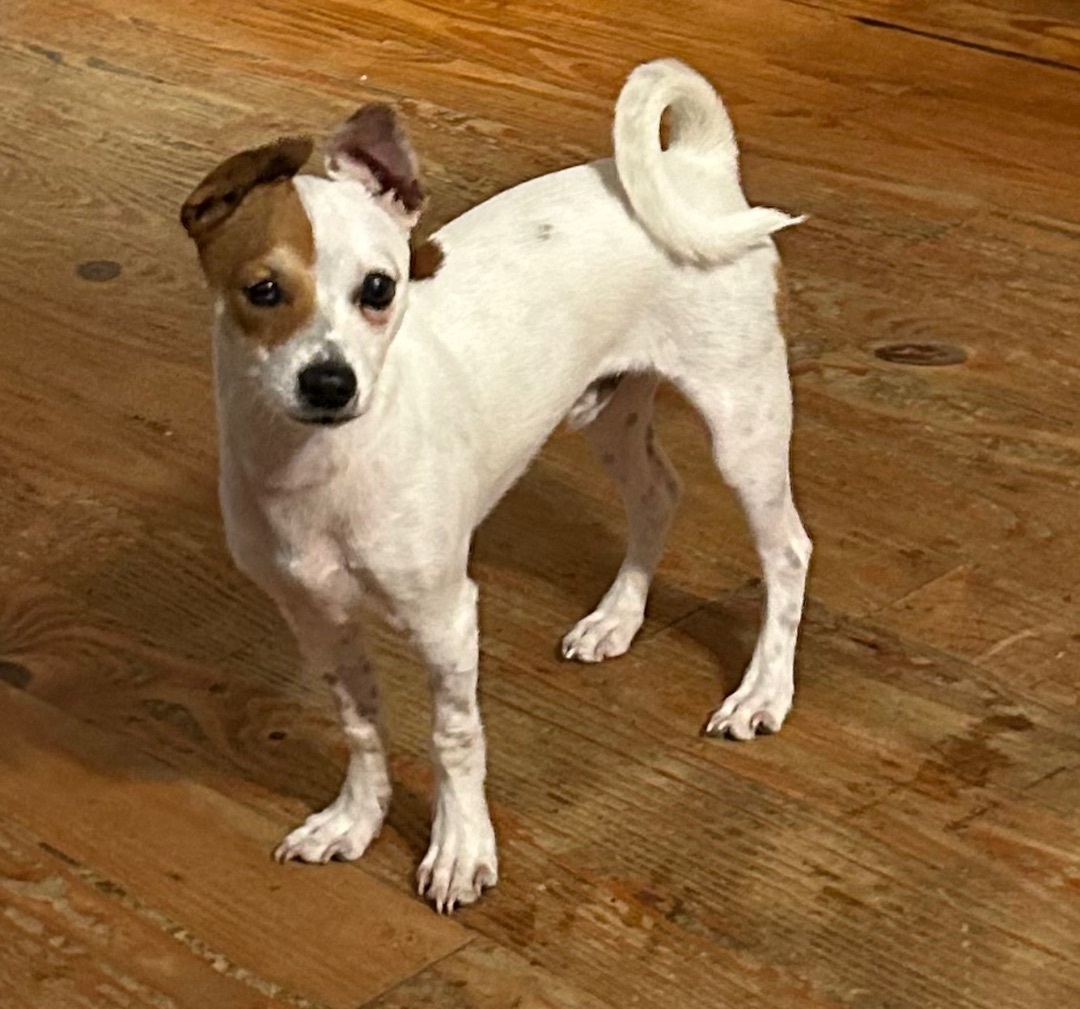 Enlarge Rico, a Adopted mixed breed in Chalmette, LA image 5/5