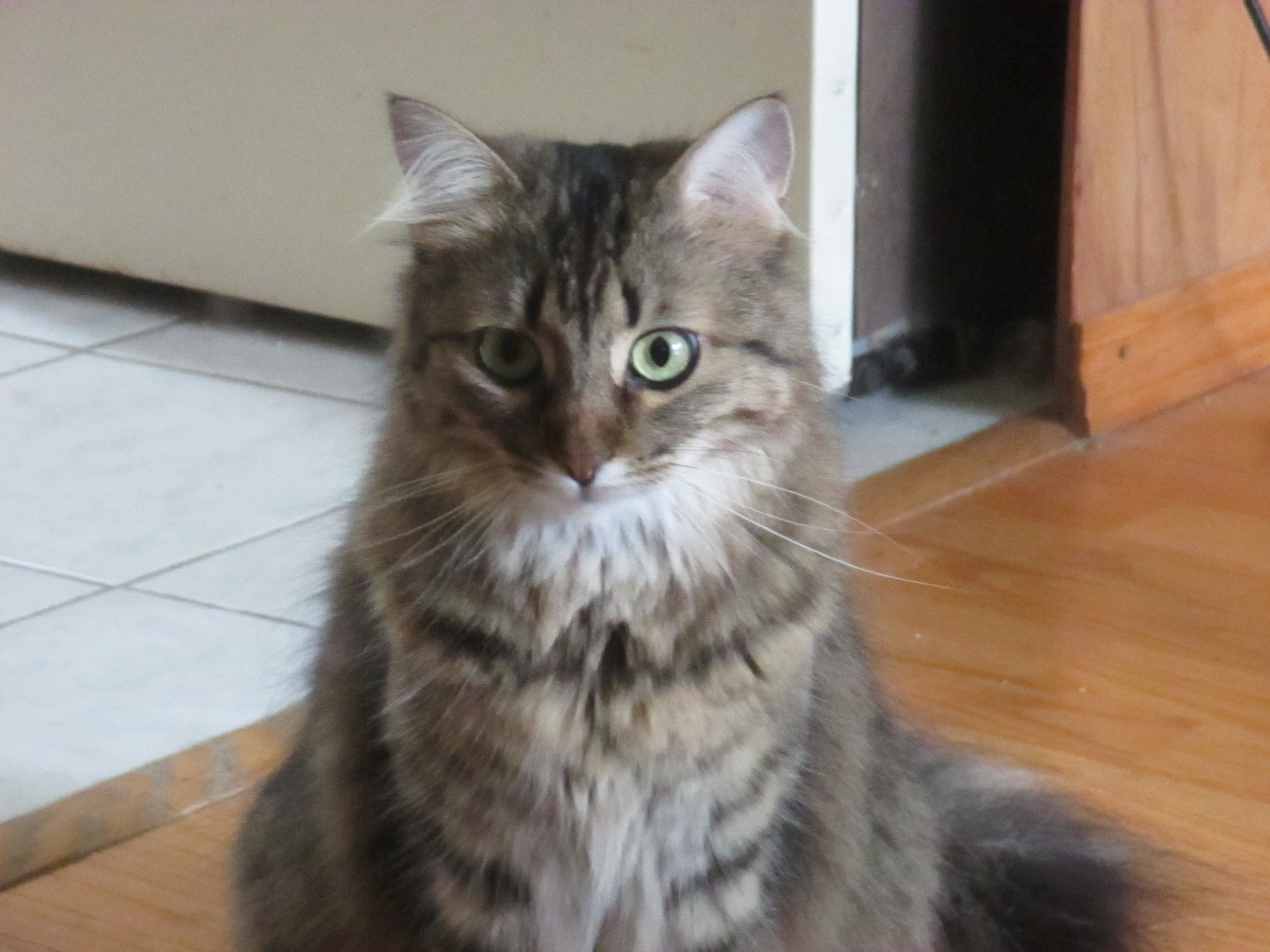 Bixie, a Adoptable Domestic Medium Hair in Midland, MI image 1/12