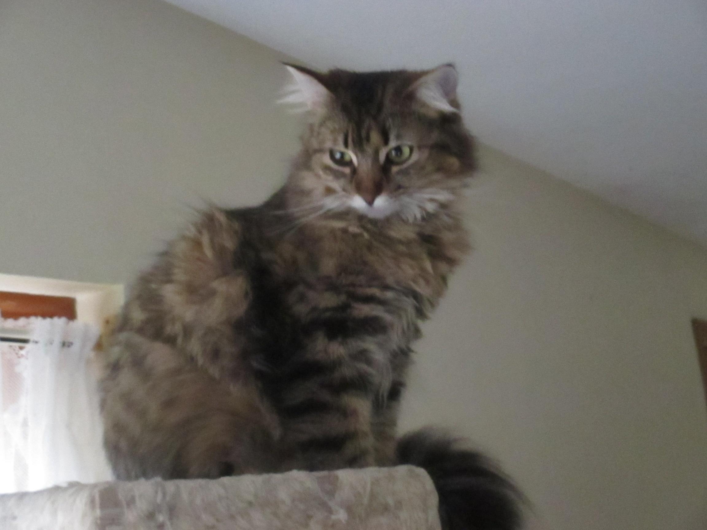Bixie, a Adoptable Domestic Medium Hair in Midland, MI image 2/12