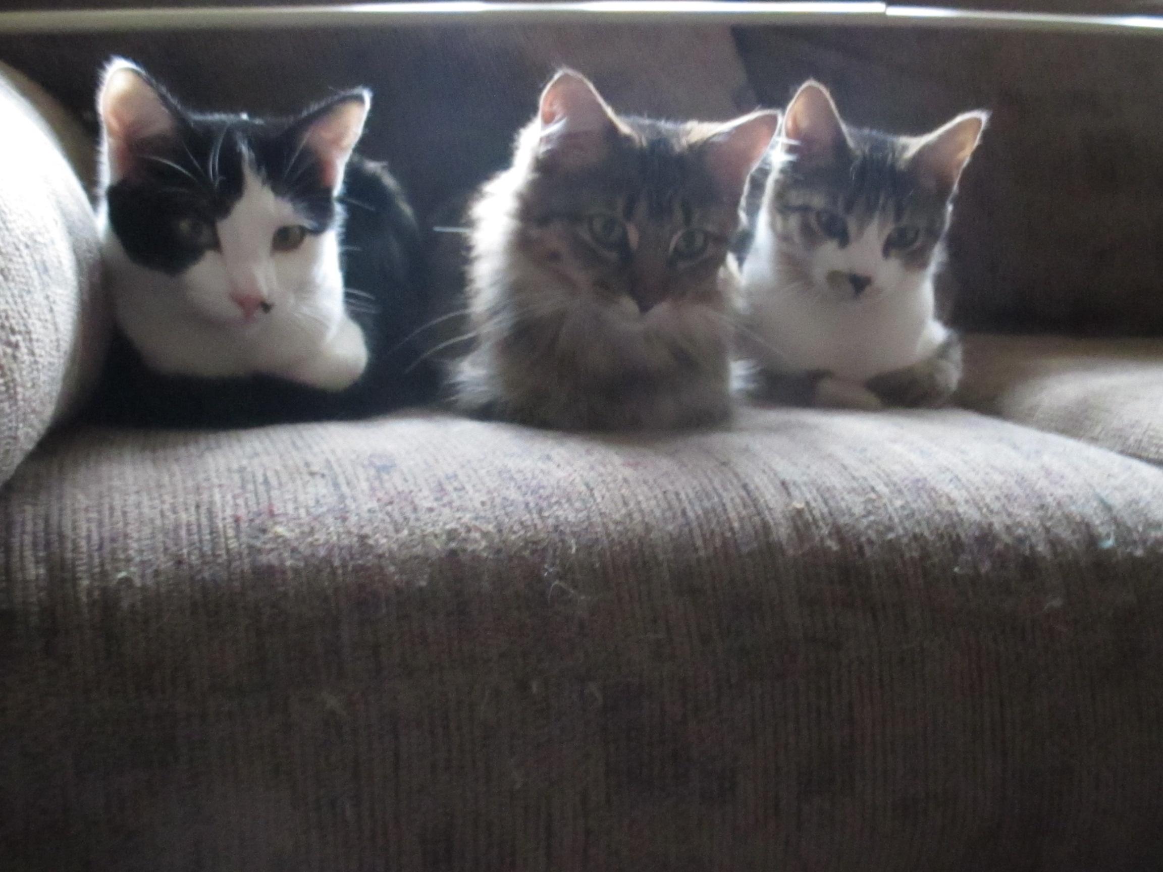 Bixie, a Adoptable Domestic Medium Hair in Midland, MI image 3/12