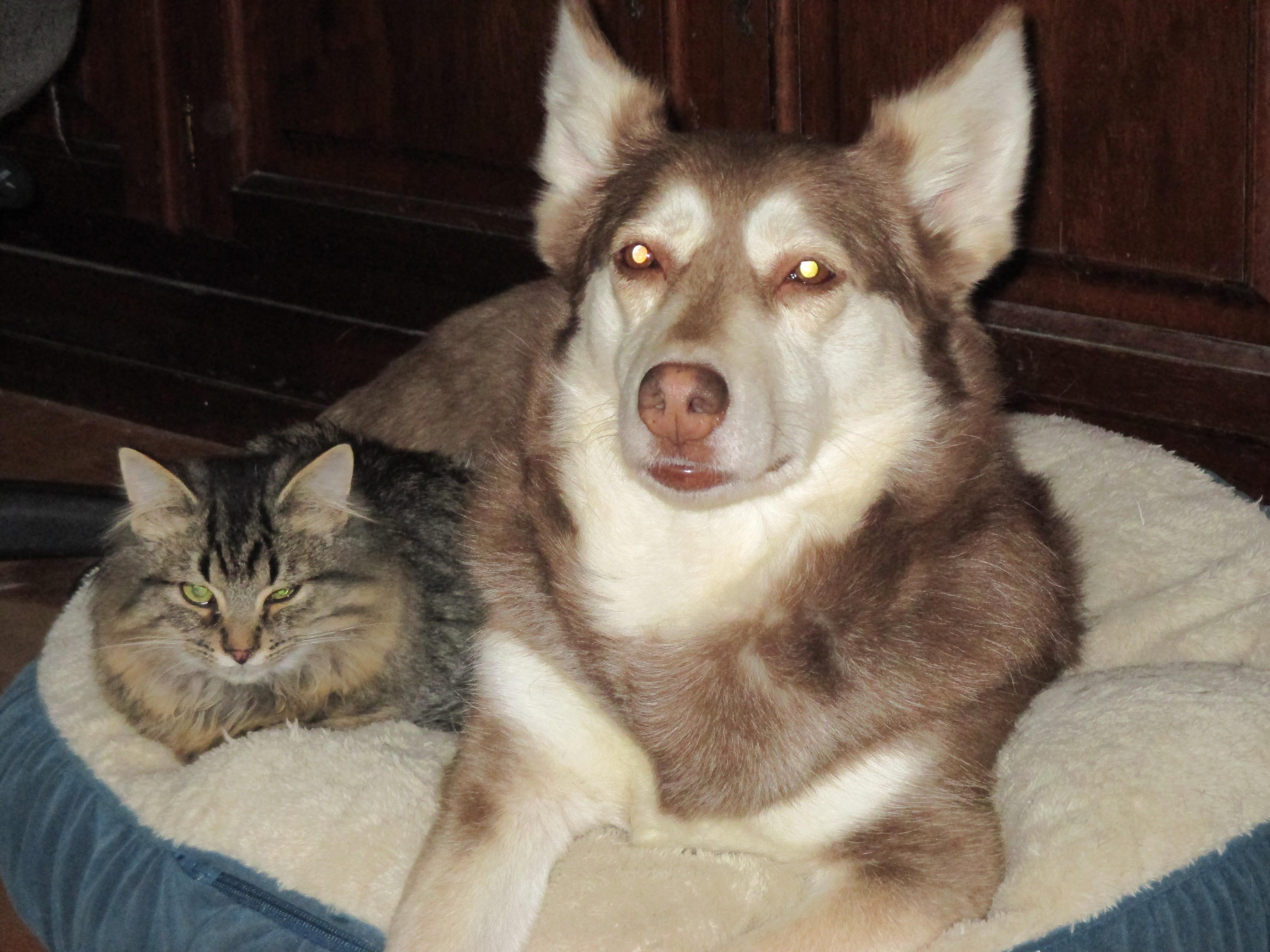 Bixie, a Adoptable Domestic Medium Hair in Midland, MI image 4/12