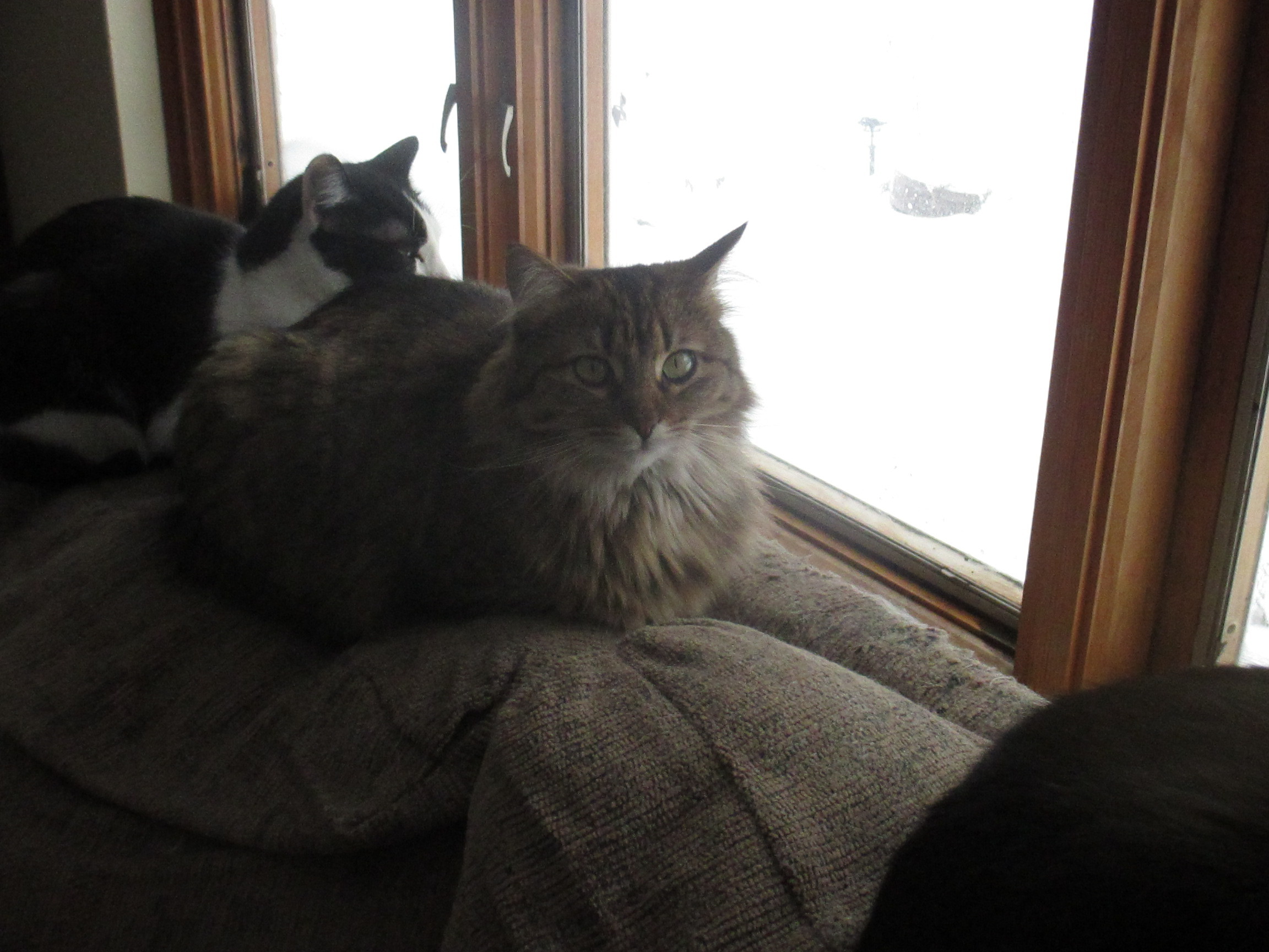 Bixie, a Adoptable Domestic Medium Hair in Midland, MI image 5/12