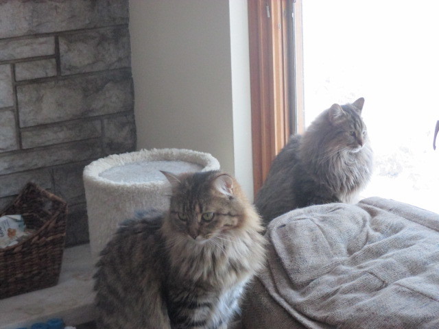 Bixie, a Adoptable Domestic Medium Hair in Midland, MI image 6/12