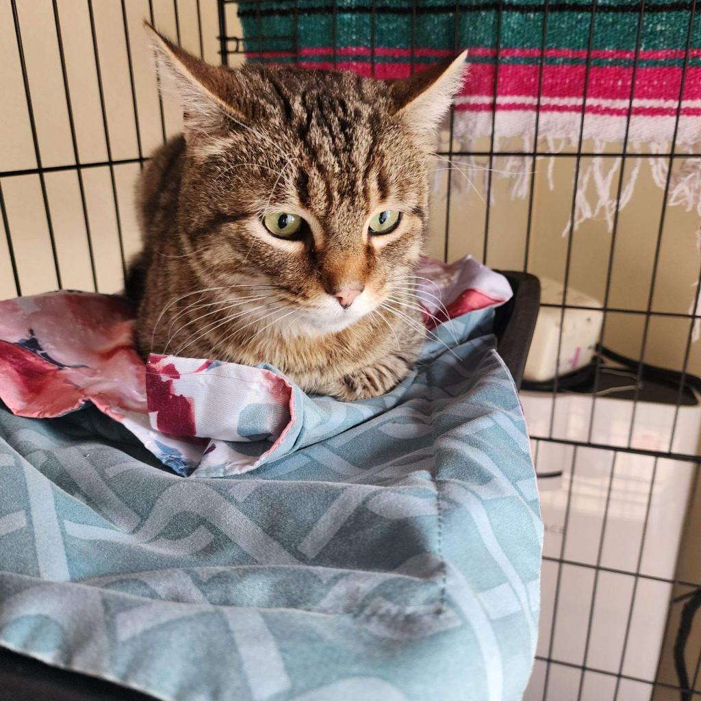Wasabi, Adoptable, Adult Male Domestic Short Hair.