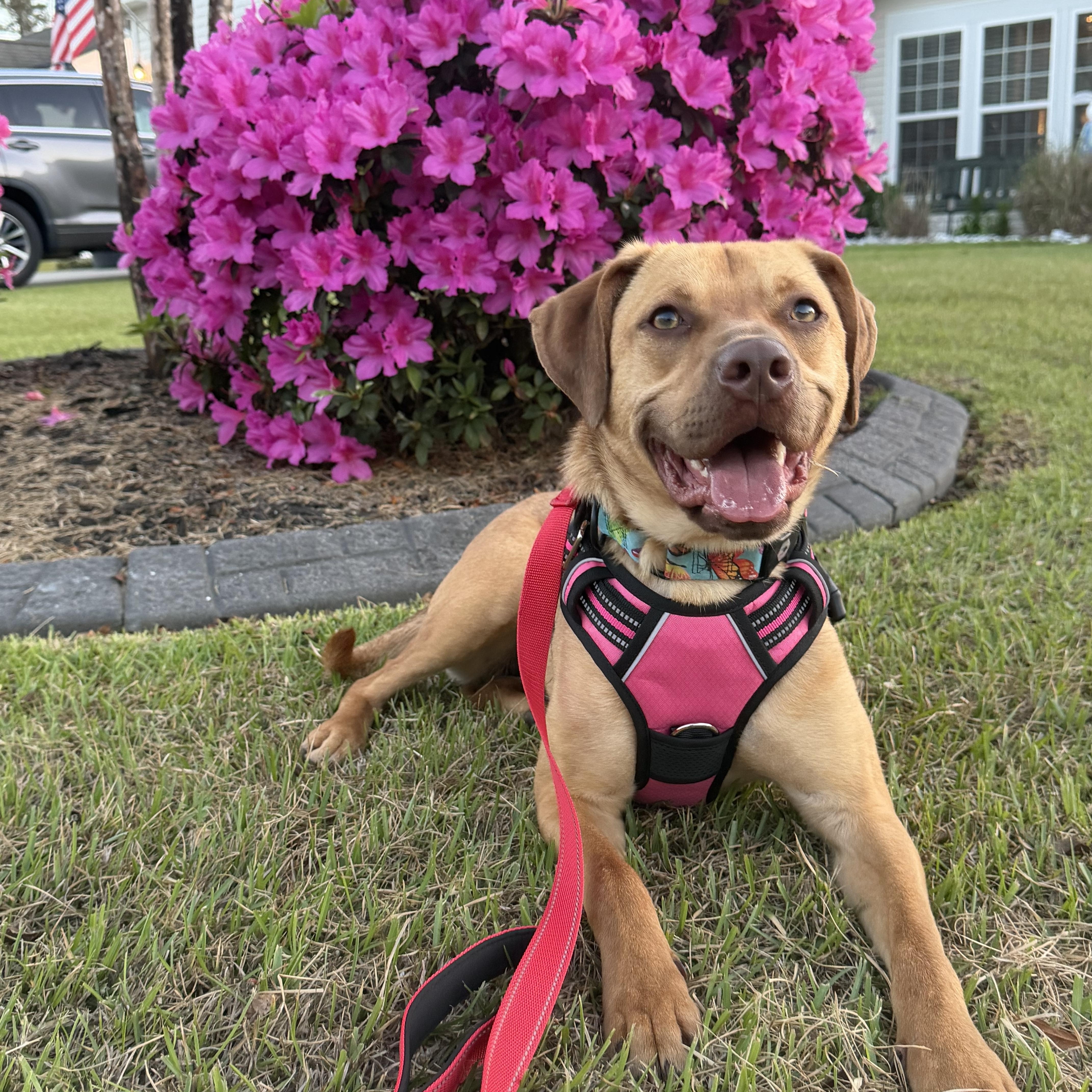 Enlarge Azalea , an adopted mixed breed in Calabash, NC image 2/6