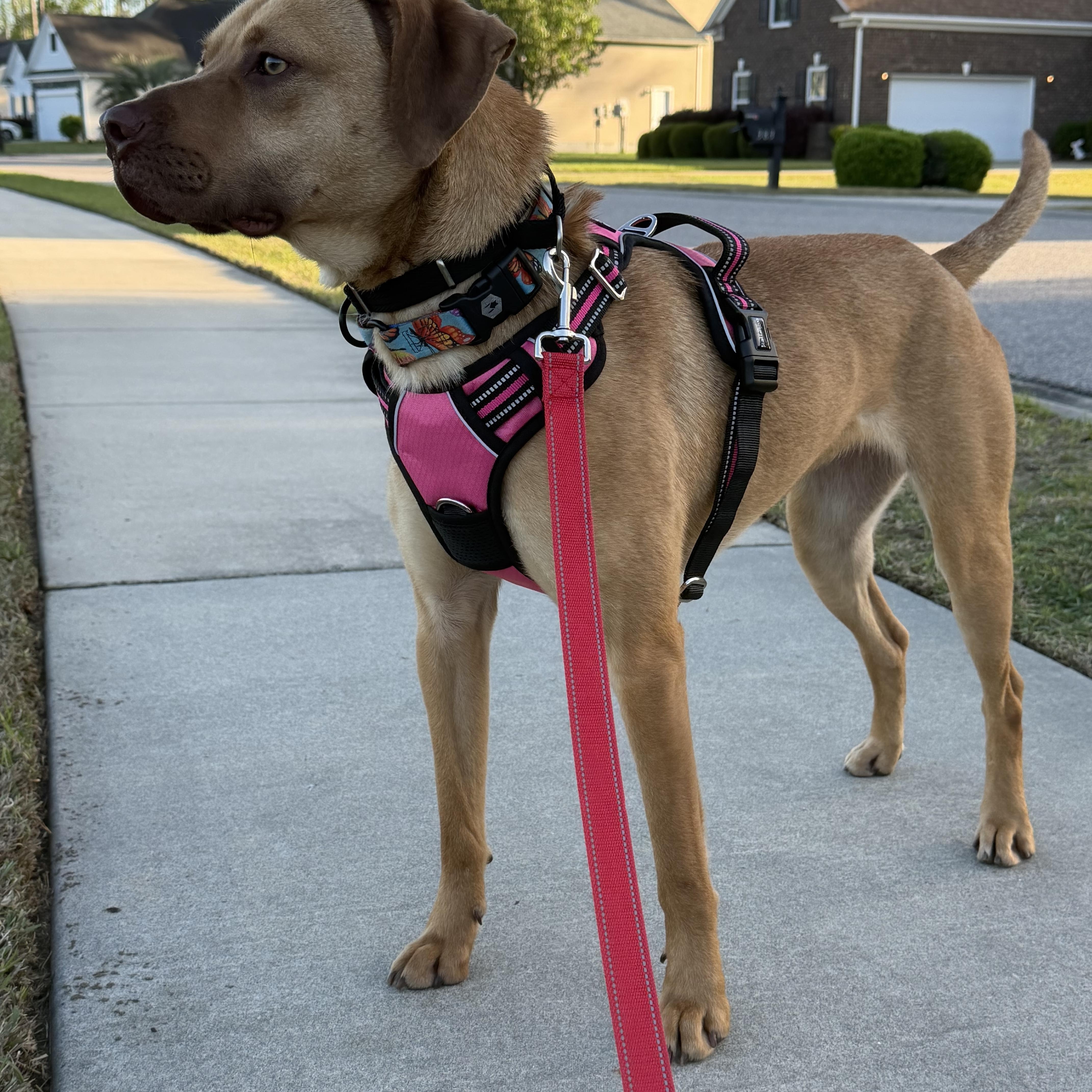 Enlarge Azalea , an adopted mixed breed in Calabash, NC image 6/6