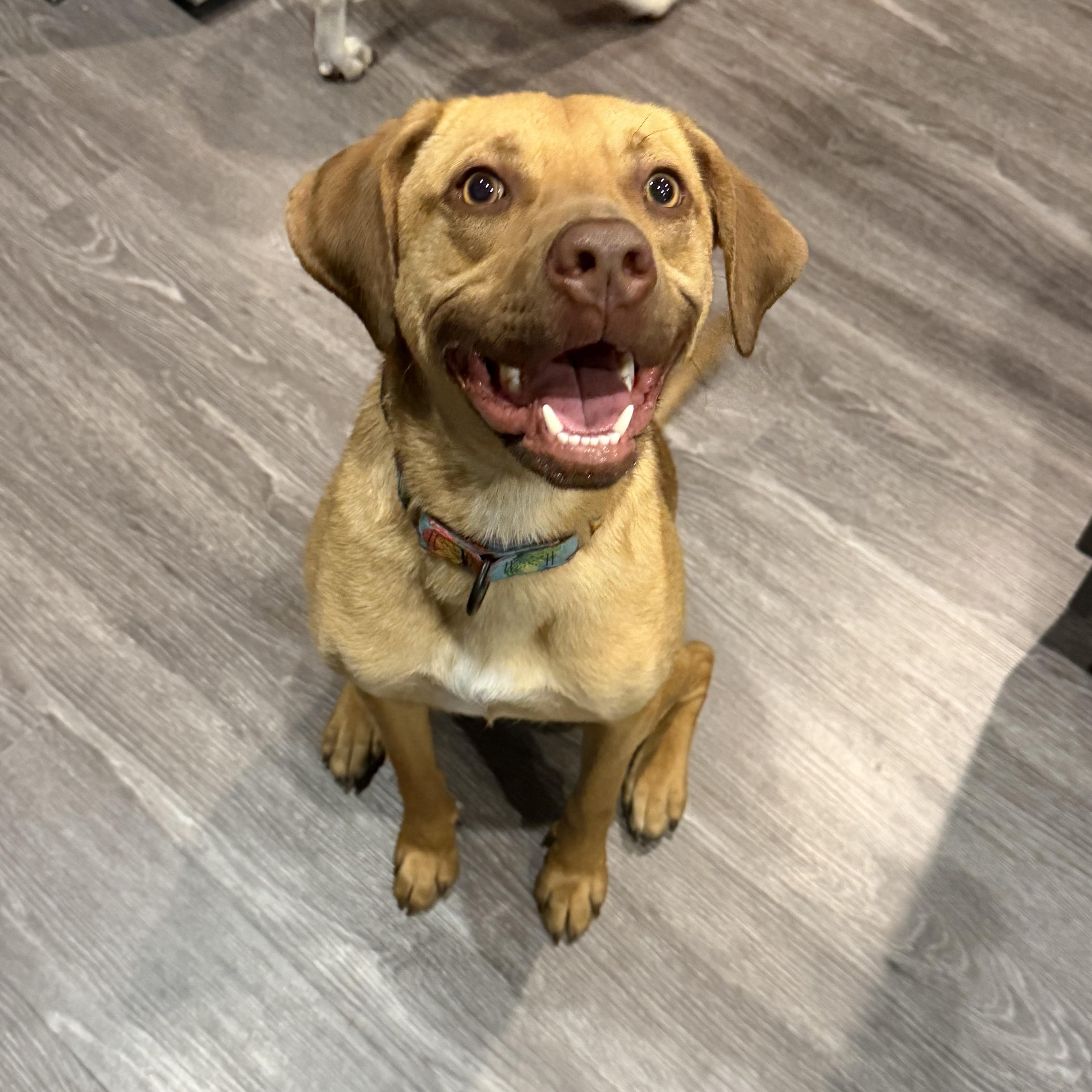 Enlarge Azalea , an adopted mixed breed in Calabash, NC image 4/6