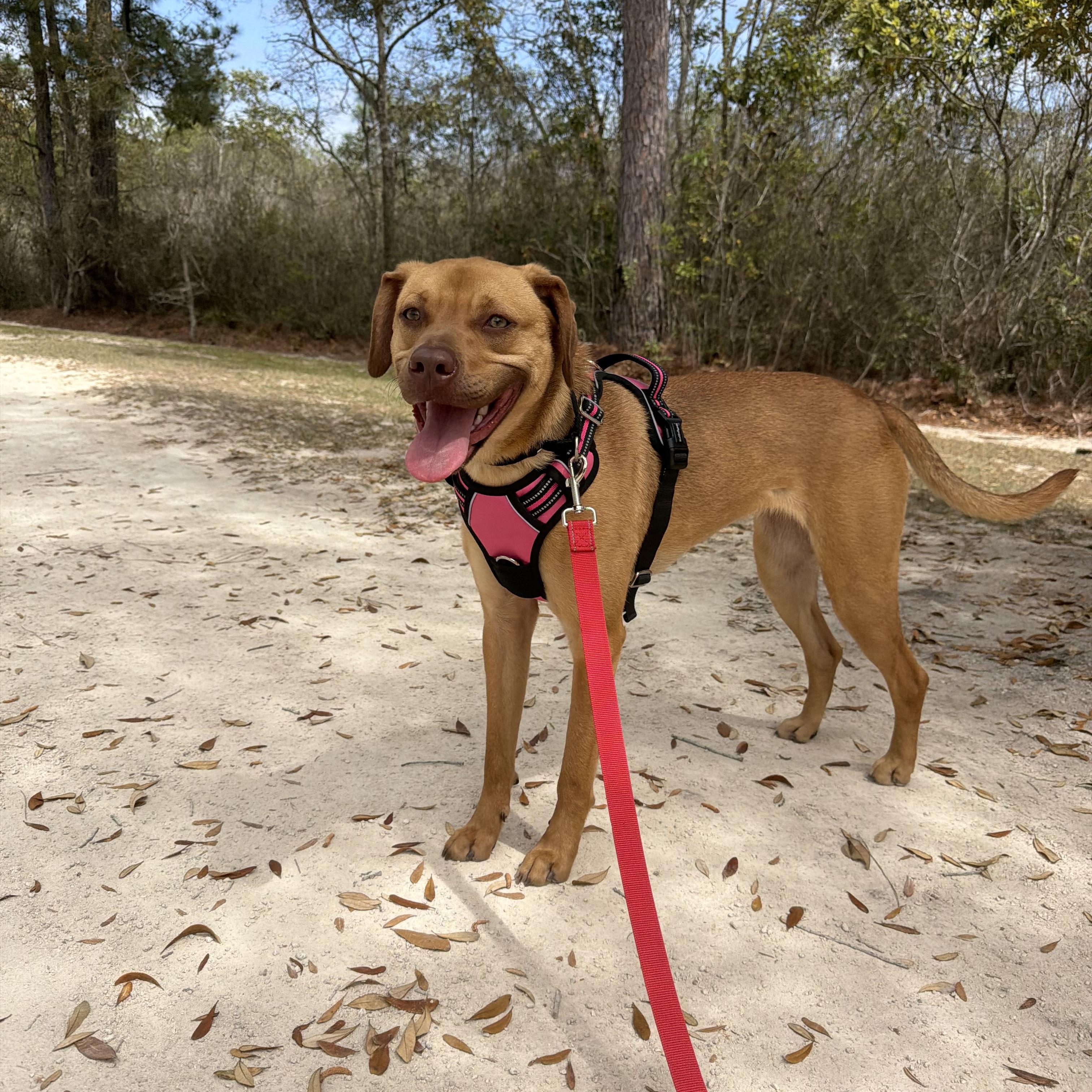 Enlarge Azalea , an adopted mixed breed in Calabash, NC image 1/6