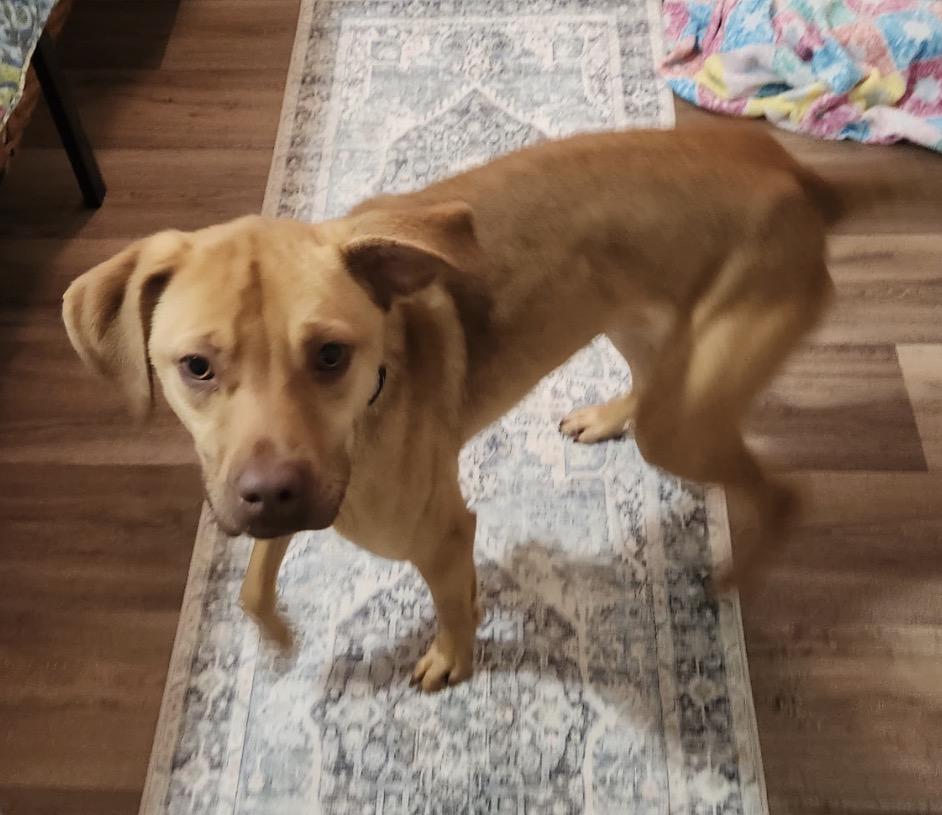 Azalea , ADOPTABLE, Adult Female Vizsla.