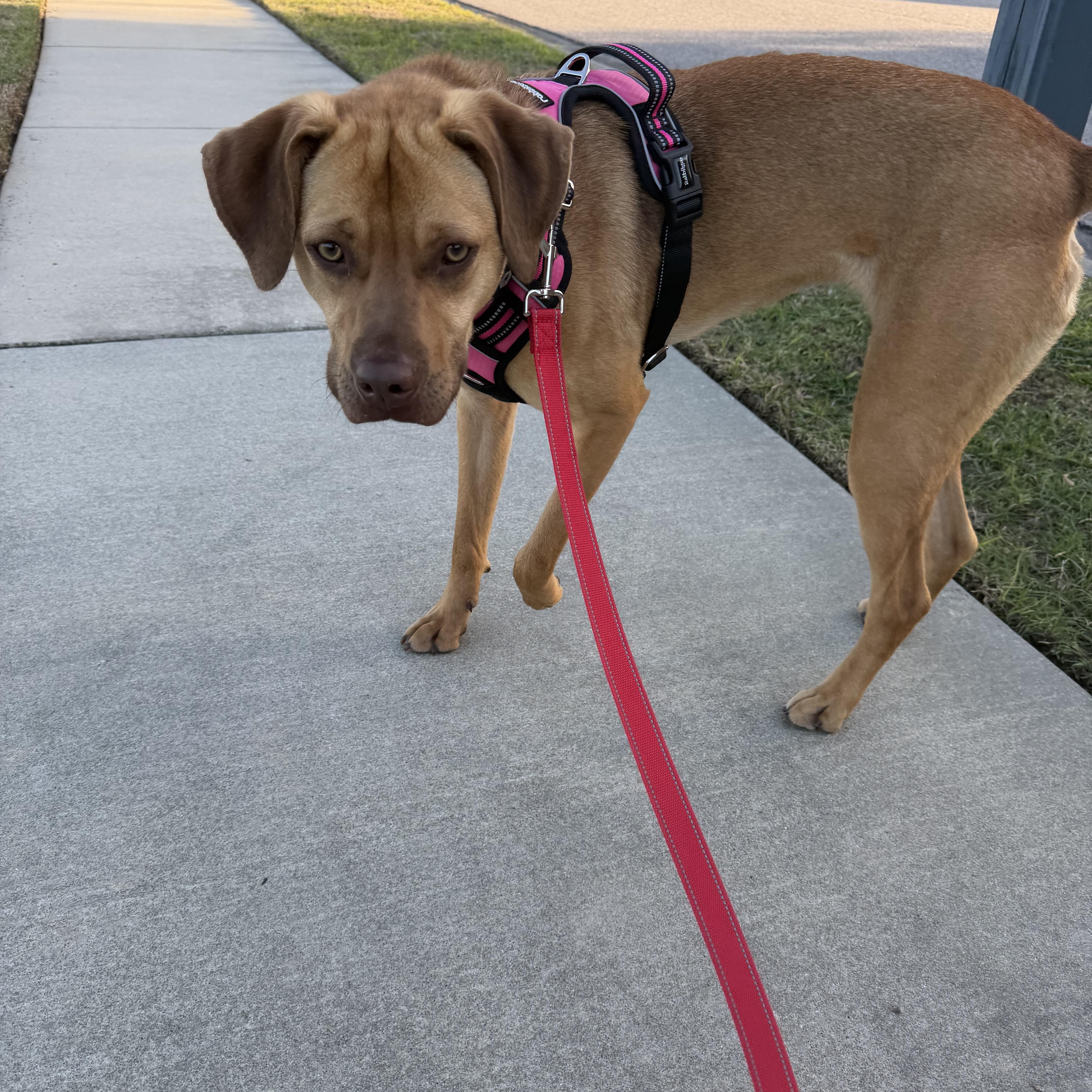 Enlarge Azalea , an adopted mixed breed in Calabash, NC image 5/6
