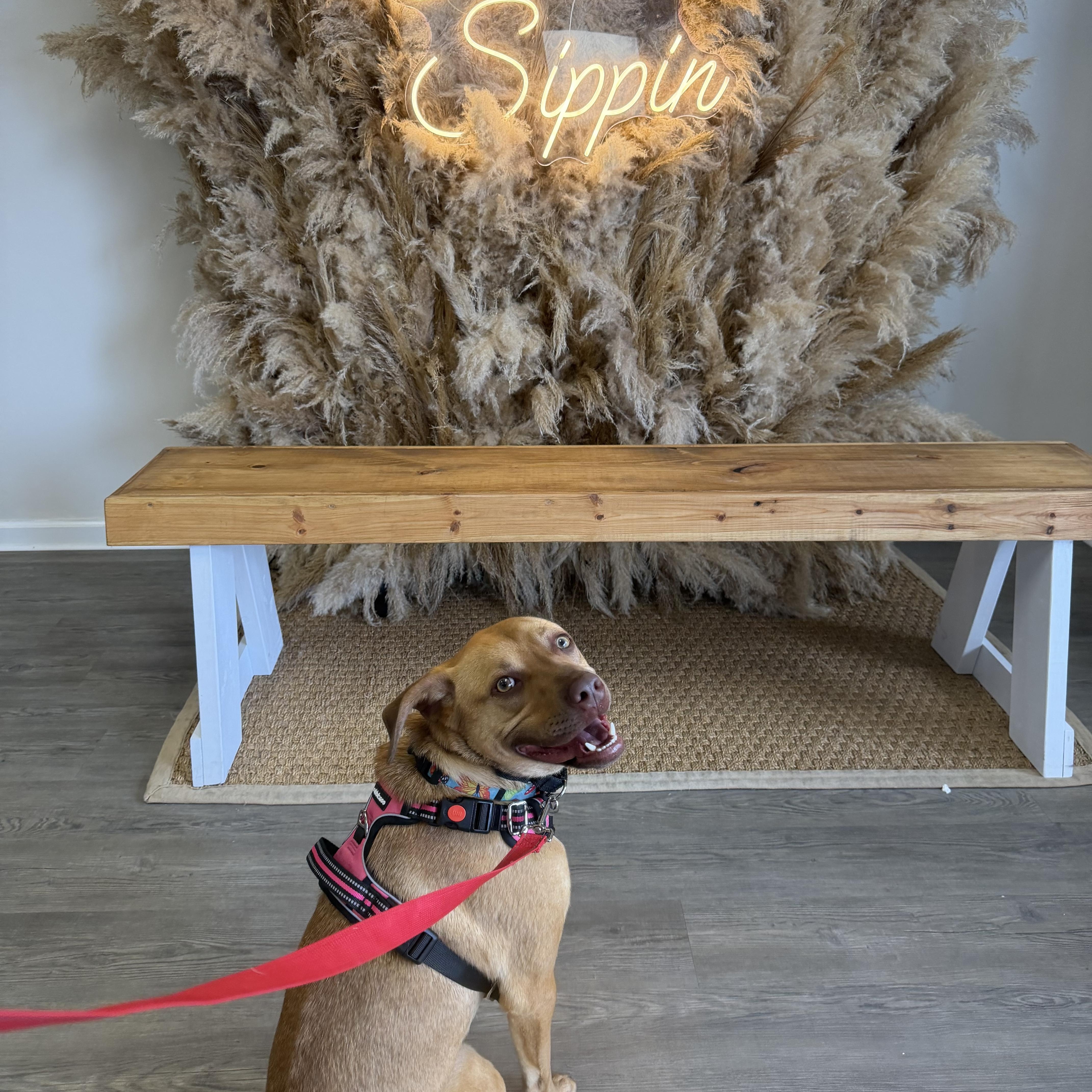 Enlarge Azalea , an adopted mixed breed in Calabash, NC image 3/6