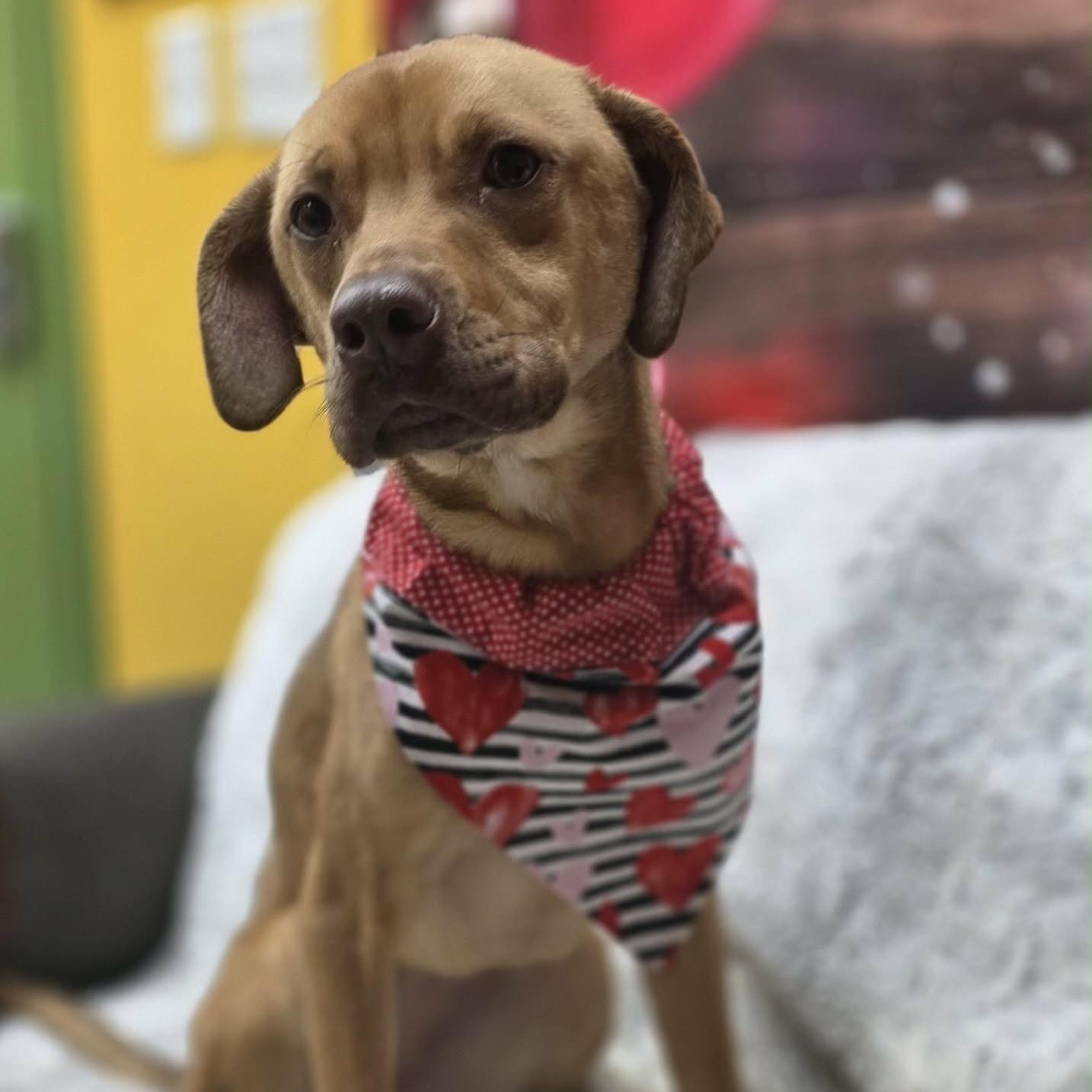 Enlarge Azalea , a ADOPTABLE mixed breed in Calabash, NC image 2/2